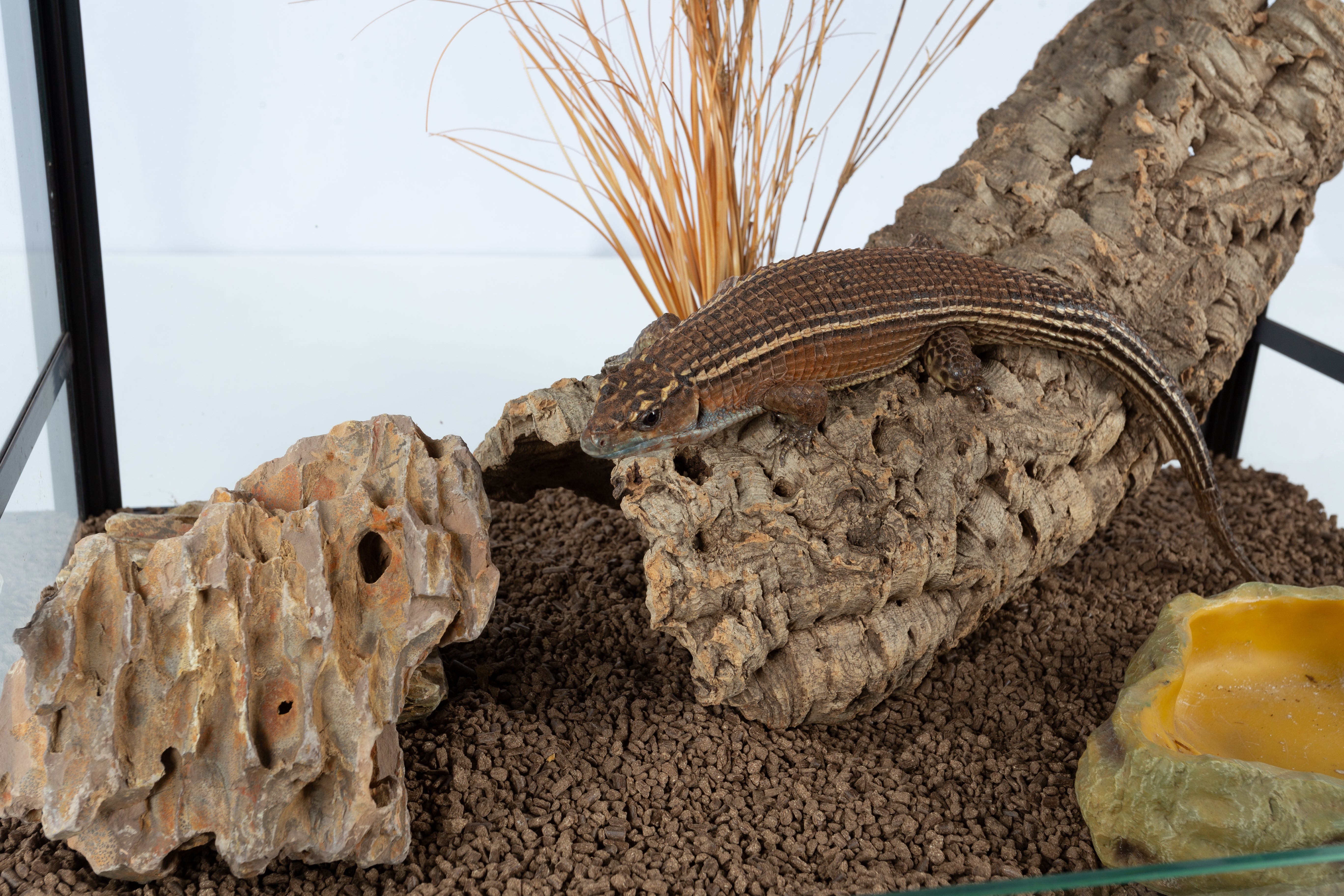 ReptiZoo Deoderizing Coco Composite Bedding