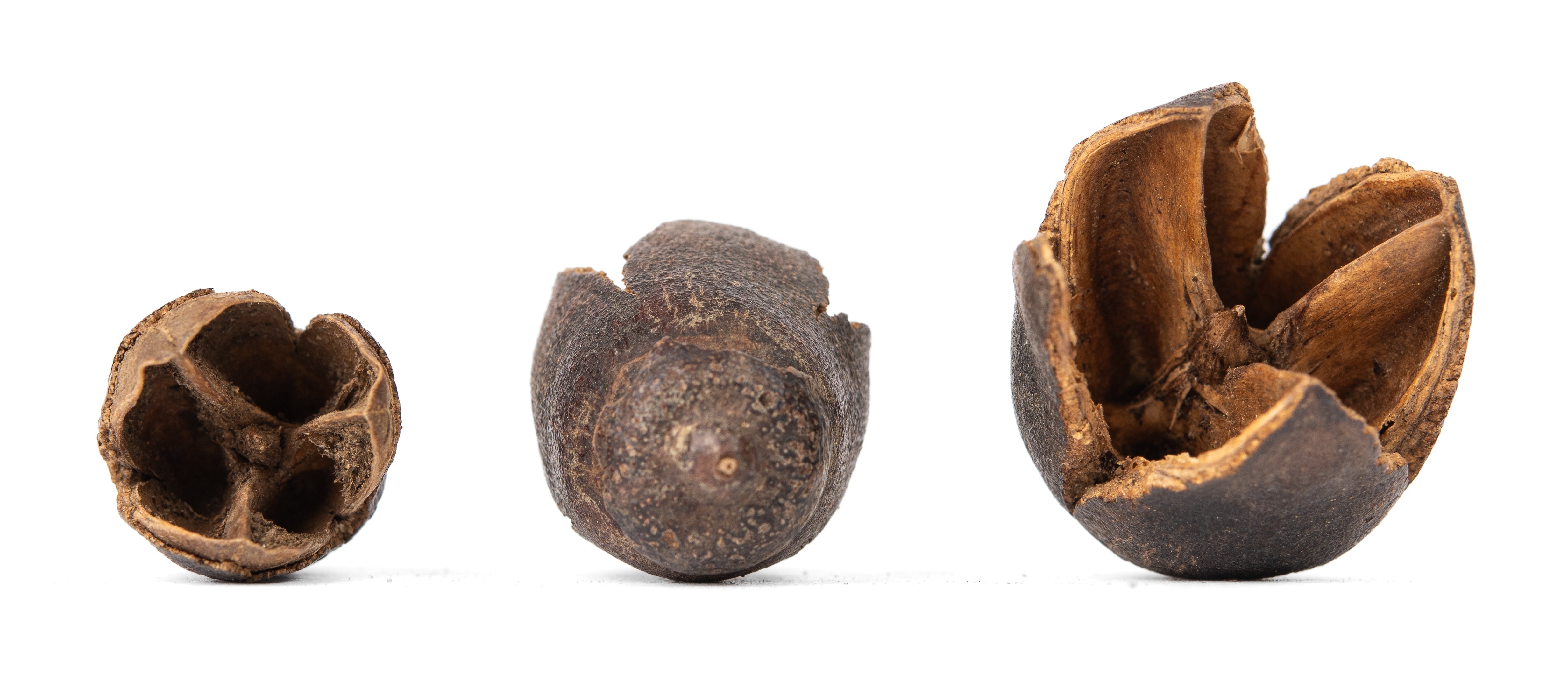 NewCal Bakuli Pods