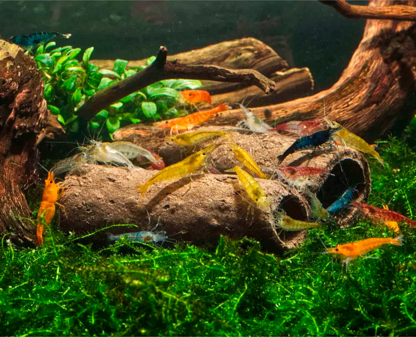 GlasGarten Crispy Caves - Edible Shrimp Caves - Medium