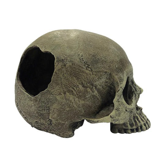 Komodo Human Skull