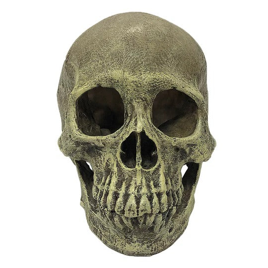 Komodo Human Skull