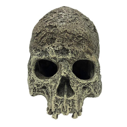 Komodo Human Skull