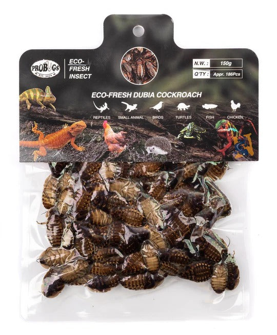 ProBugs Eco-Fresh Dubia Cockroaches