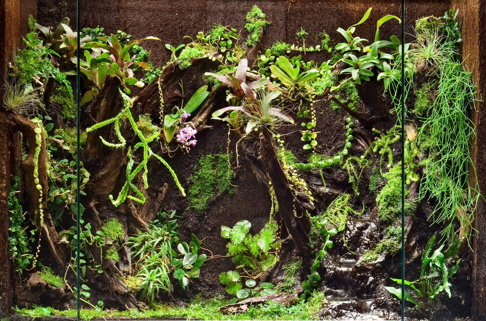 Fernwood Treefern Panel 2 Pack- Background