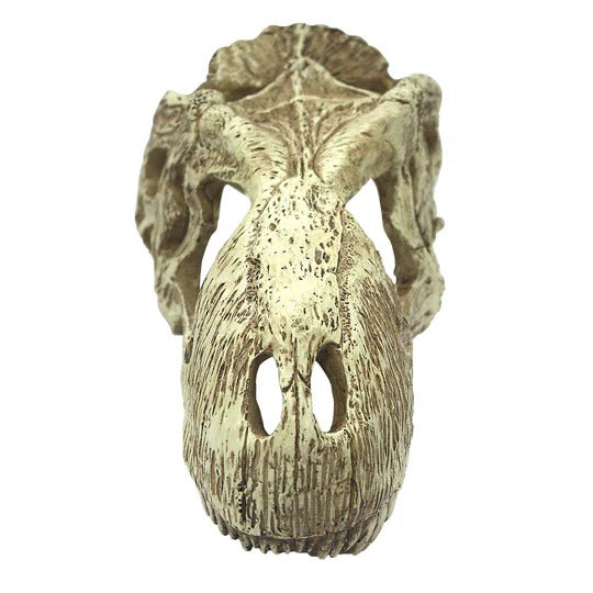 Komodo T-Rex Skull