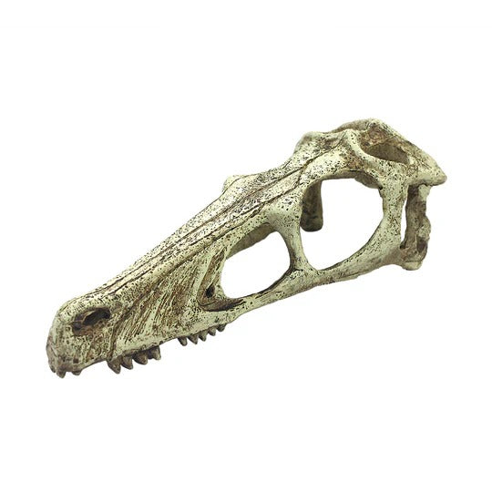 Komodo Raptor Skull