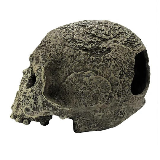 Komodo Human Skull
