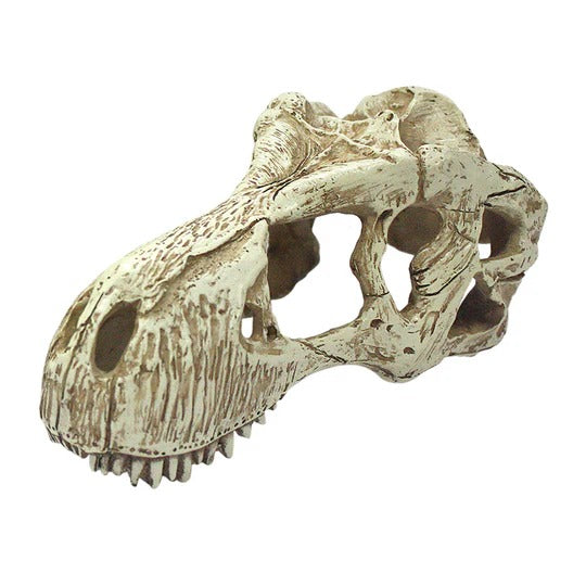 Komodo T-Rex Skull