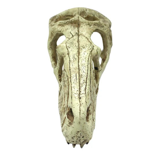 Komodo Raptor Skull