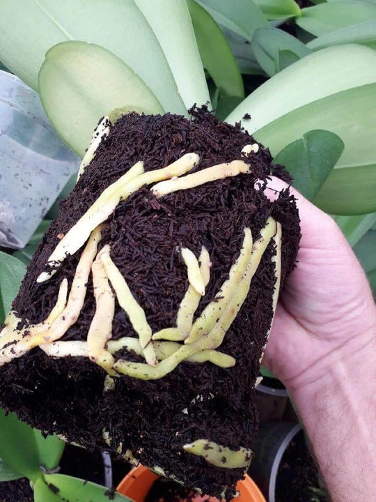 Fernwood Treefern Reptile / Orchid Substrate
