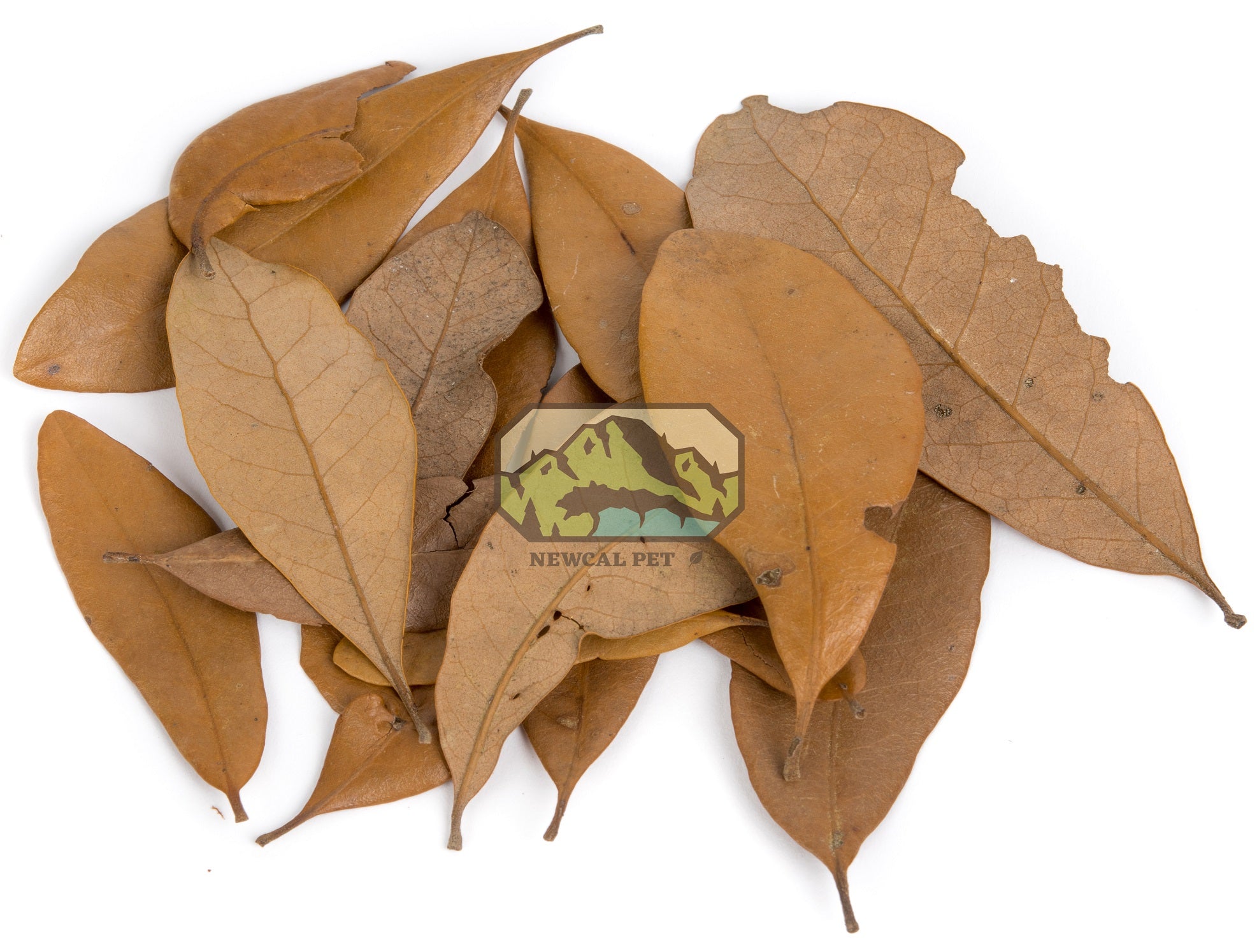 NewCal Live Oak Leaves