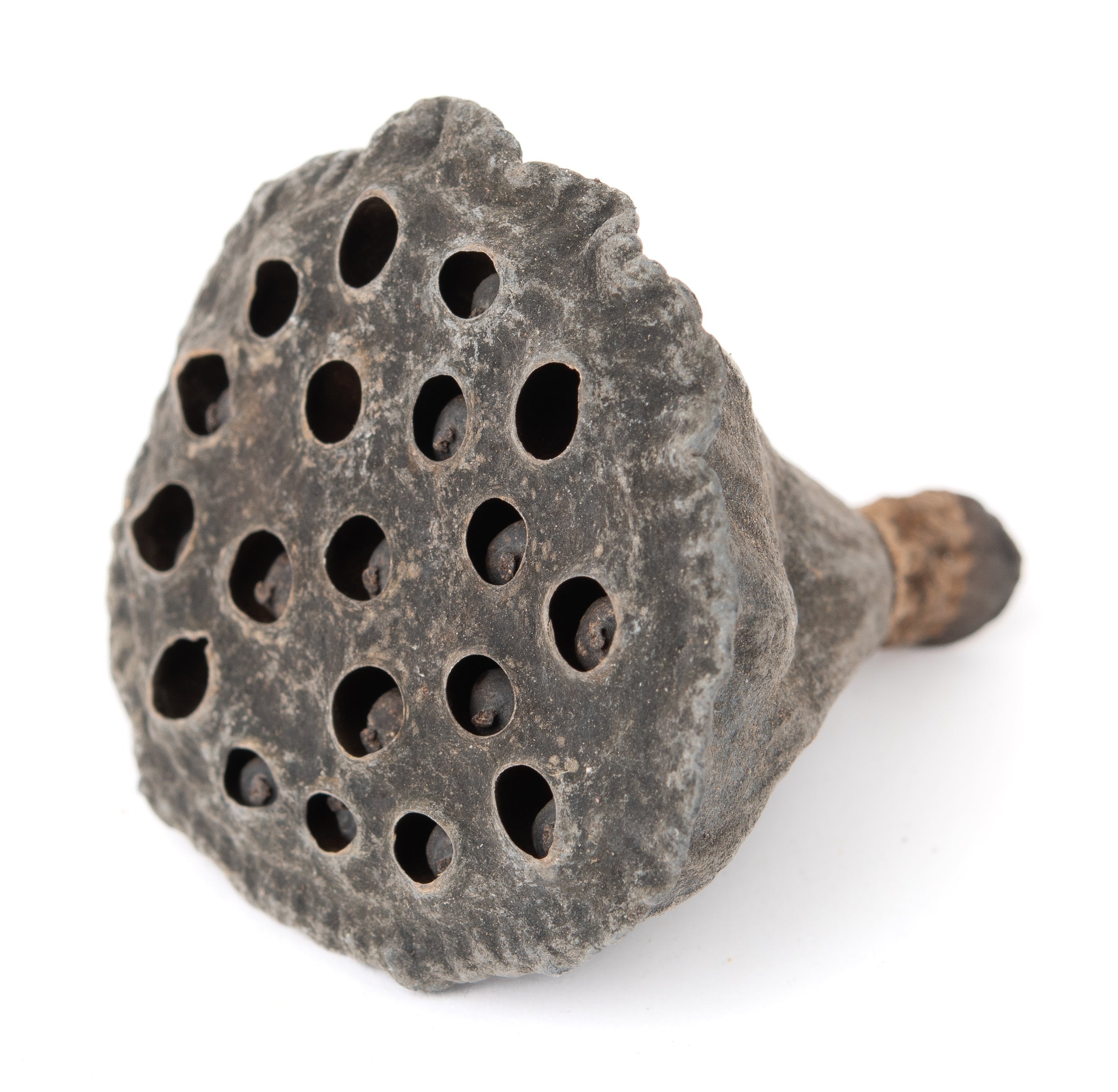 NewCal Lotus Pods Mini