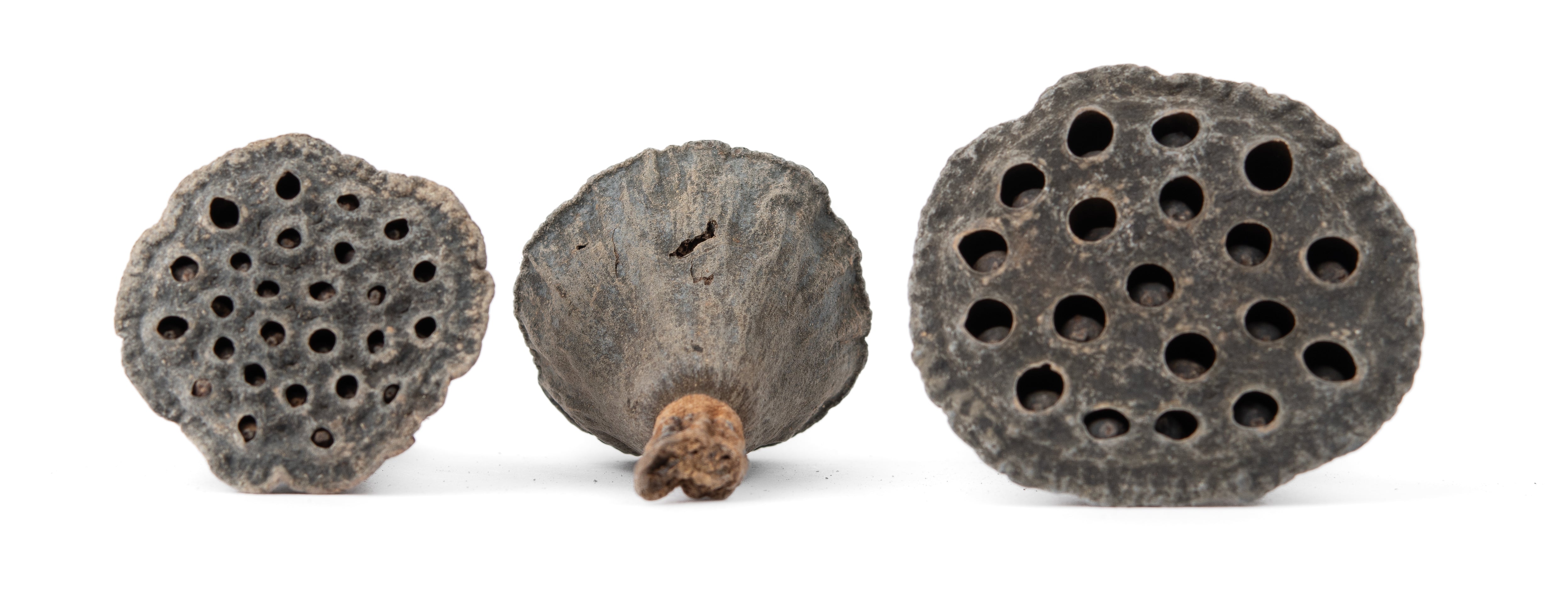 NewCal Lotus Pods Mini