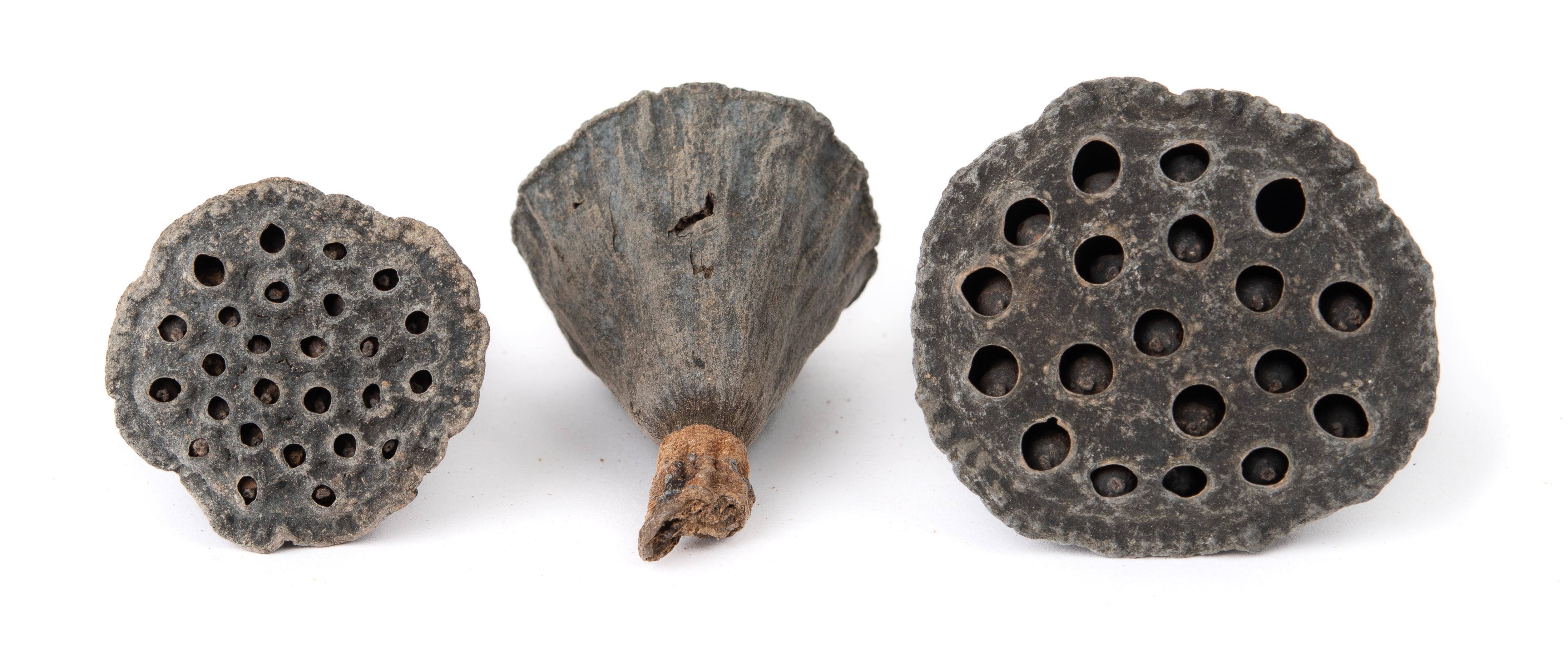 NewCal Lotus Pods Mini
