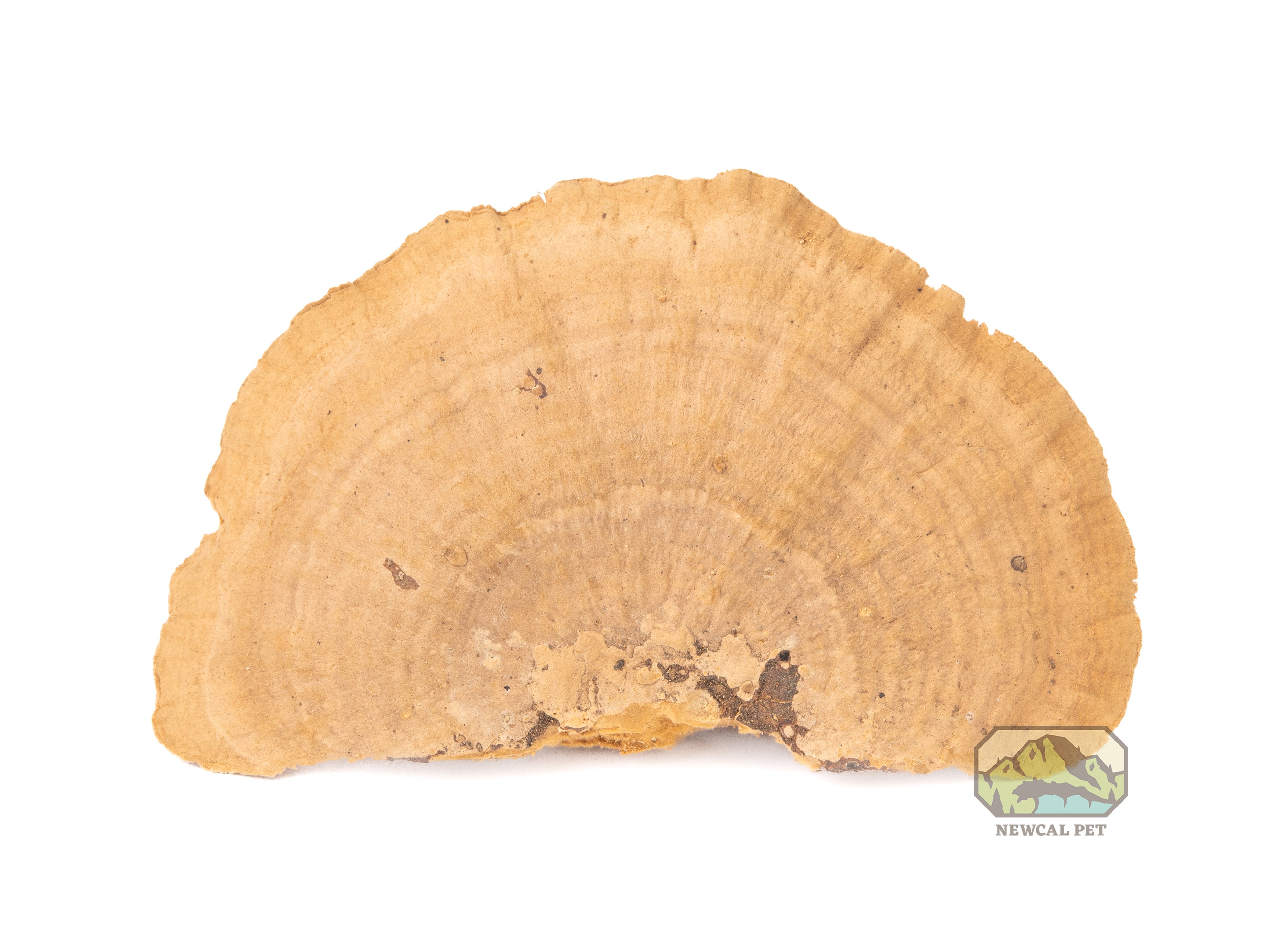 NewCal Mini Sponge Mushroom