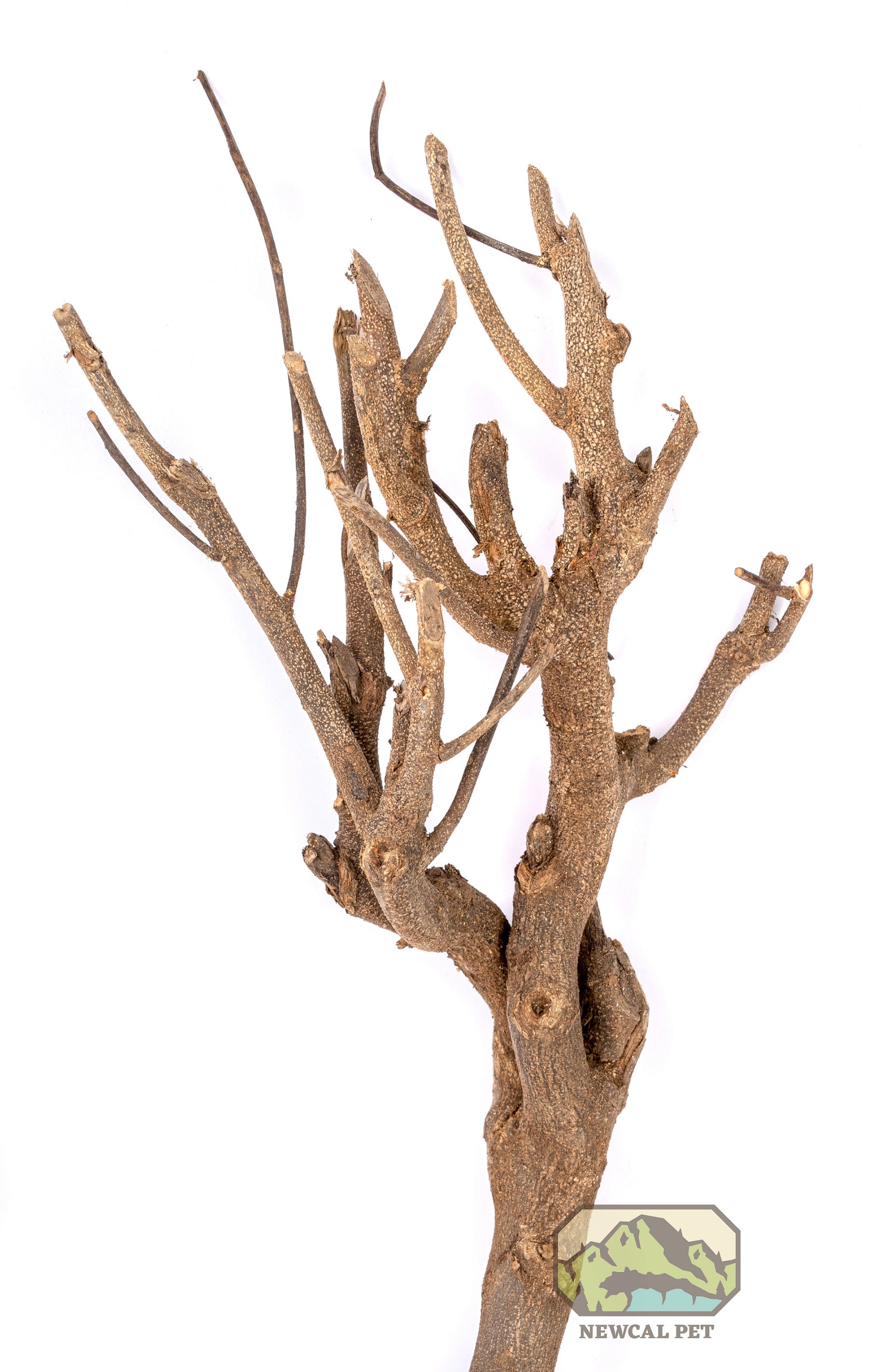 NewCal Curry Tree Branch 10-13"