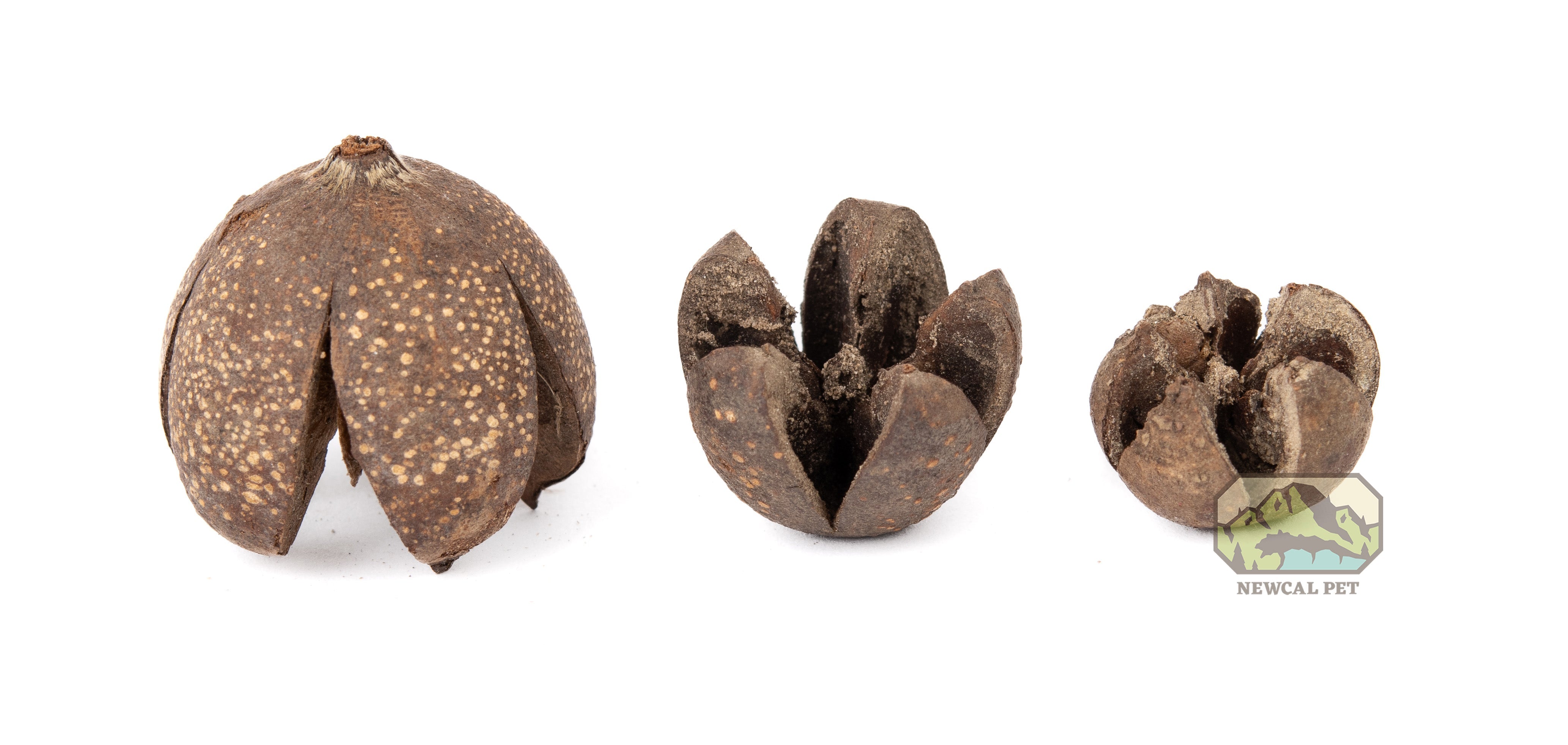 NewCal Walachi Pods