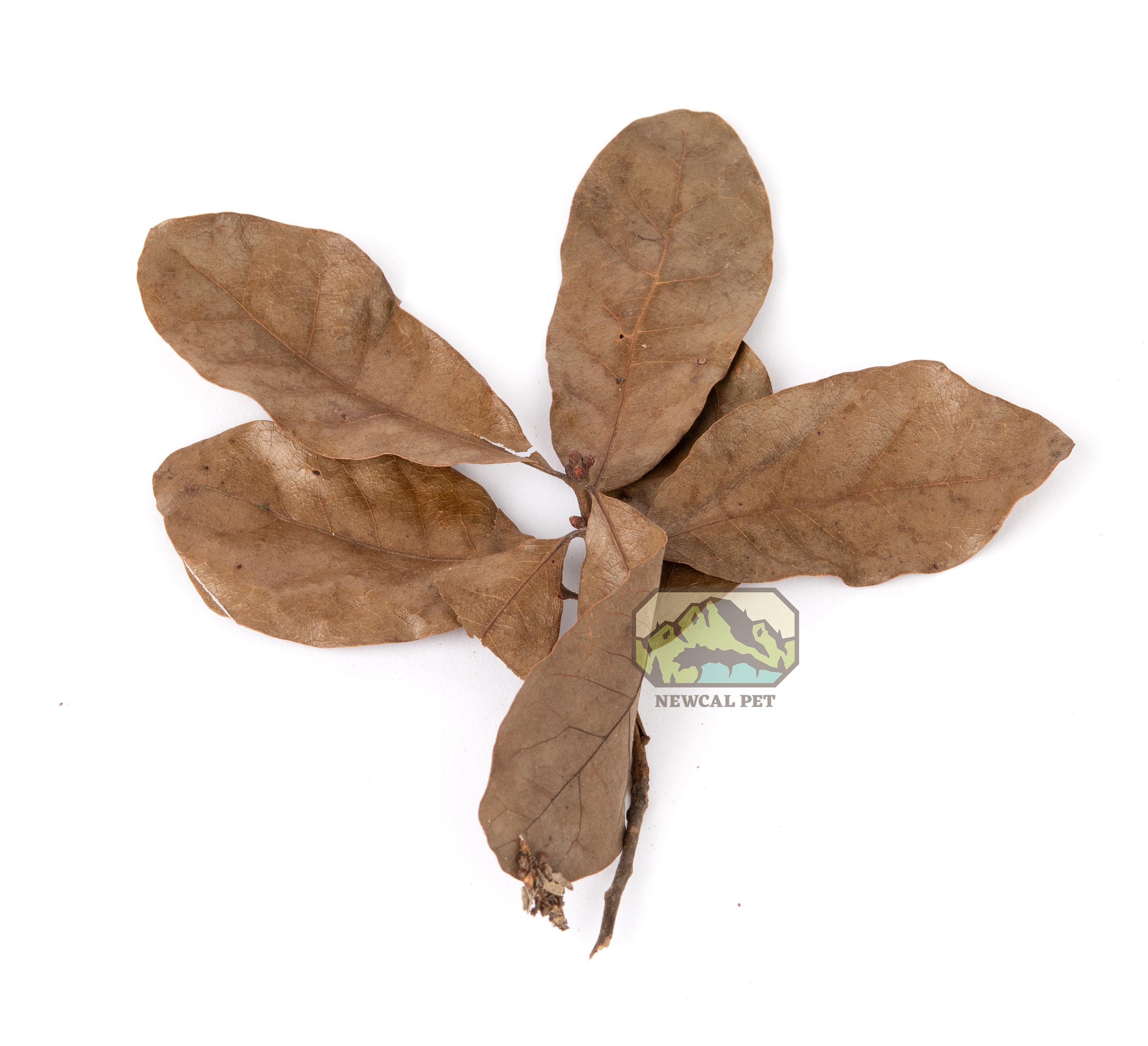 NewCal Water Oak Leaves